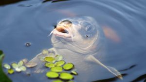 Karpfen schnappt nach Futter